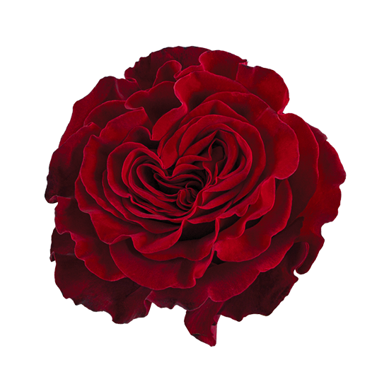 Hearts-2