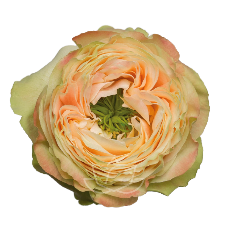 MAGNOLIA ROSE