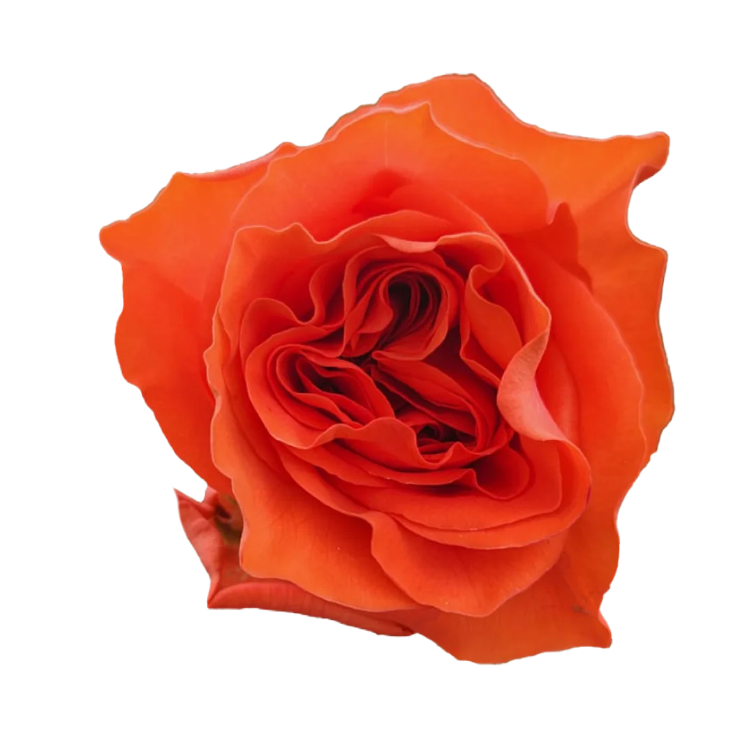 Orange-Enigma
