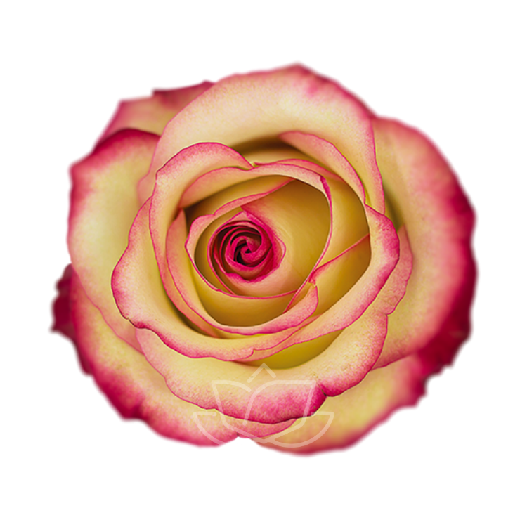 PALOMA
