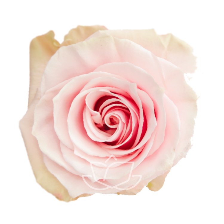 PINK MONDIAL