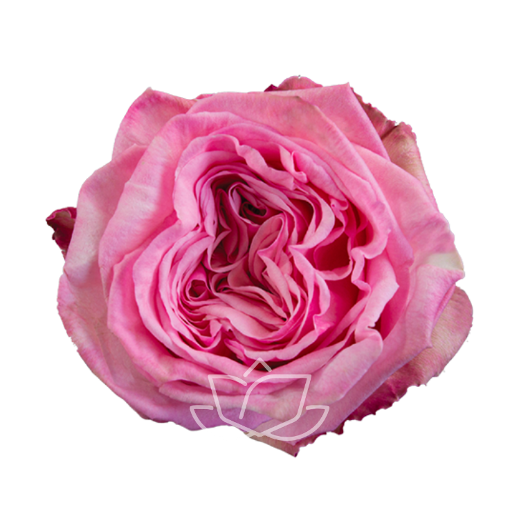 PINK O'HARA