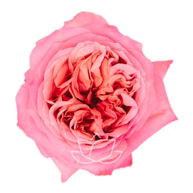 PINK X-PRESSION