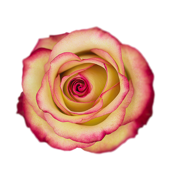 Paloma