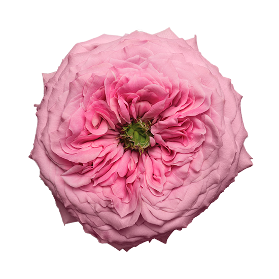 Peonikiss