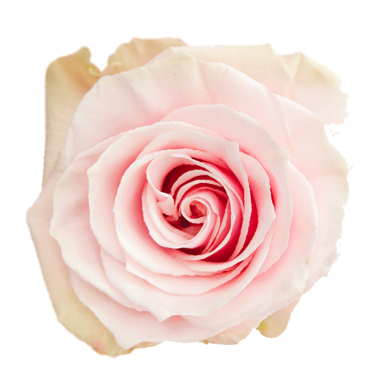Pink-Mondial