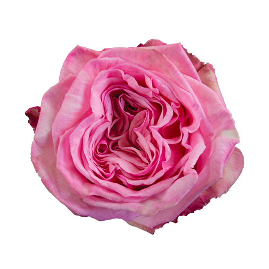 Pink-Ohara