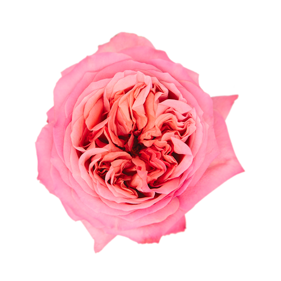 Pink-X-presssion