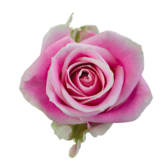 Rosita-Vendela