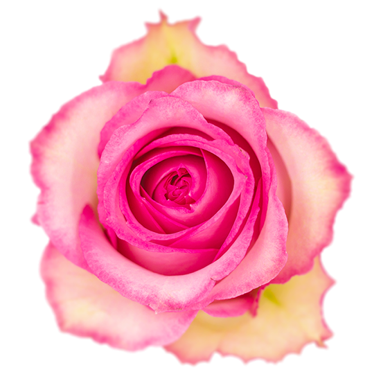 Sweet-Unique