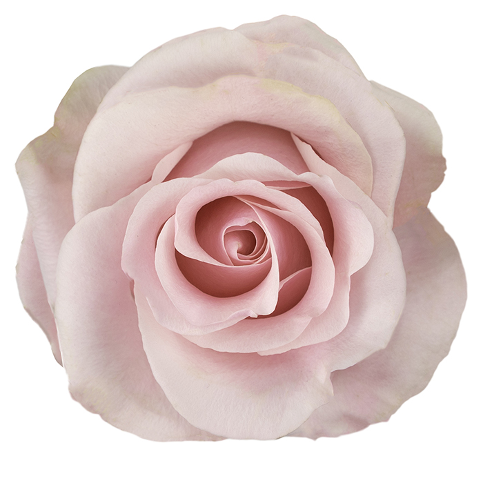 Titanic_LightPink_SingleSt_X