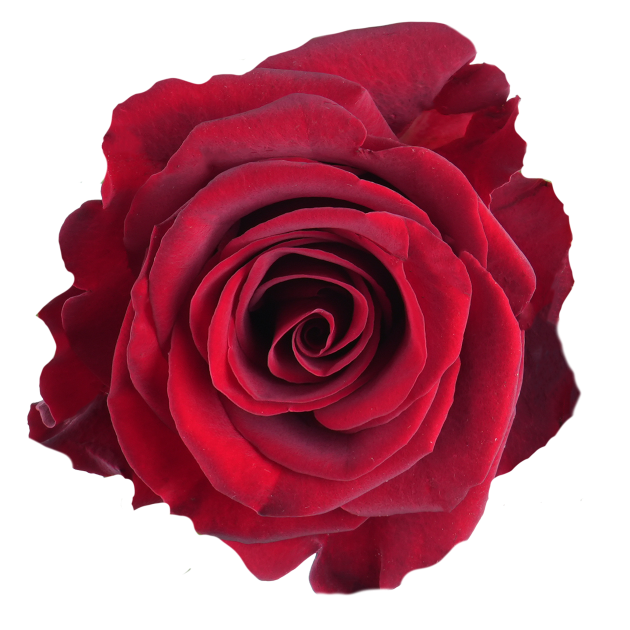 Unstoppabble-Top-630x630