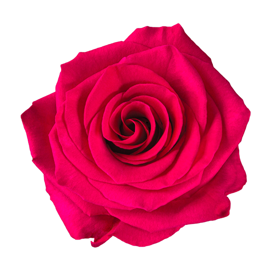 V.I.-Pink