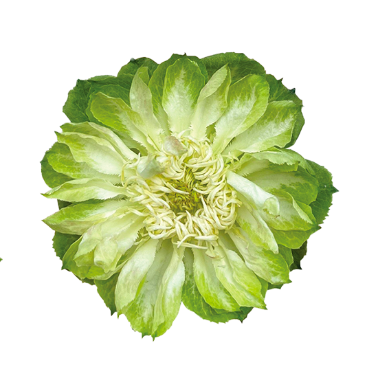 Veggie-1