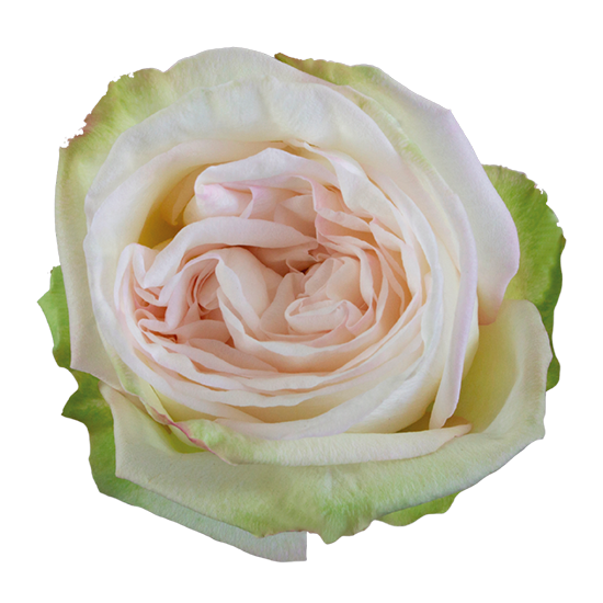 White-Ohara
