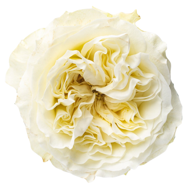 mayras-white