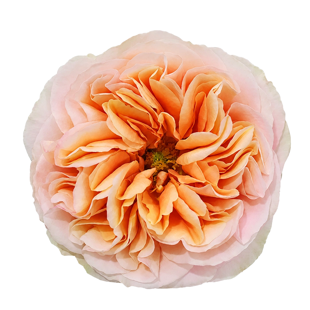 roses-garden-like-juicy-xpression-peach-budpng