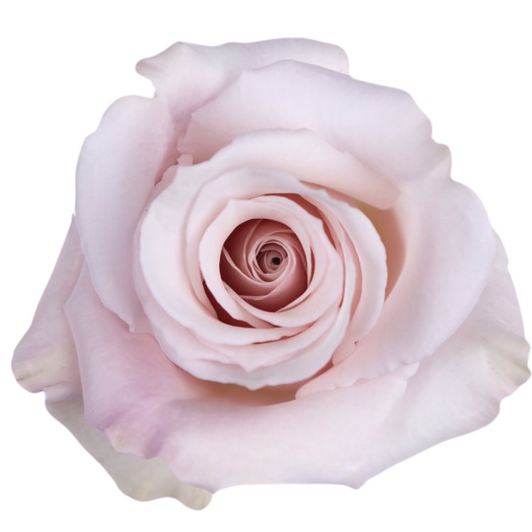 sweet-escimo-1